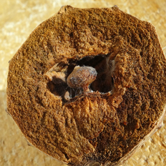 Andricus hungaricus
