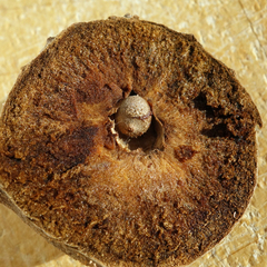 Andricus hungaricus
