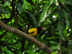 Oriolus xanthornus