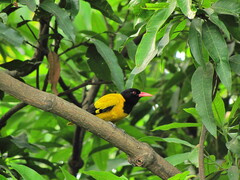 Oriolus xanthornus