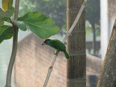 Psilopogon asiaticus