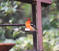 Piranga bidentata