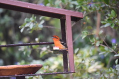 Piranga bidentata