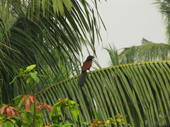 Centropus sinensis