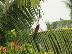 Centropus sinensis