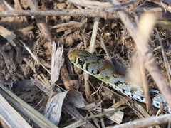 Amphiesma stolatum