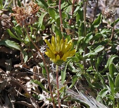 Grindelia chiloensis