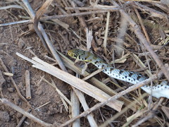 Amphiesma stolatum