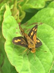 Taractrocera luzonensis