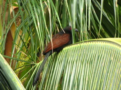 Centropus sinensis