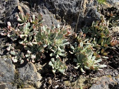Sedum oblanceolatum