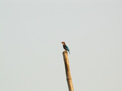 Halcyon smyrnensis
