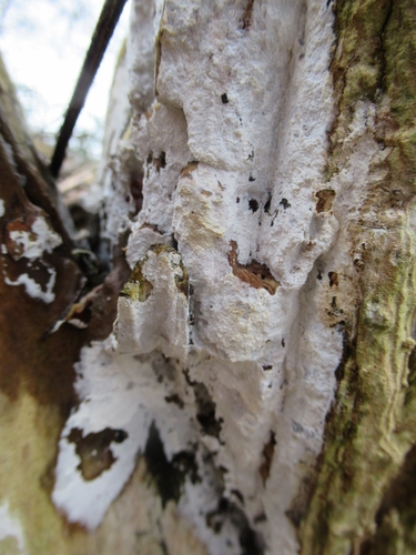 Elder Whitewash