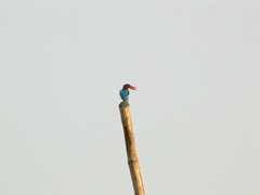 Halcyon smyrnensis