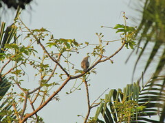 Aves