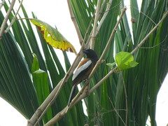 Dendrocitta vagabunda