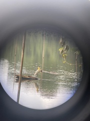 Pilherodius pileatus