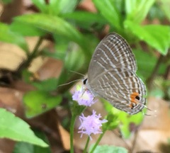 Jamides celeno aelianus