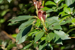 Machilus chekiangensis