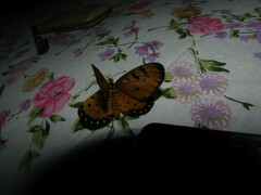 Acraea terpsicore