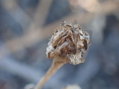 Mesembryanthemum aitonis