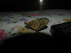 Acraea terpsicore