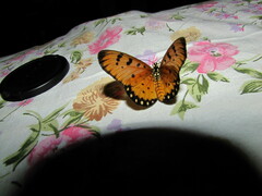 Acraea terpsicore