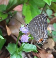 Jamides celeno aelianus