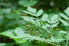 Actaea erythrocarpa