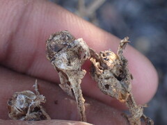 Mesembryanthemum aitonis