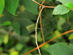 Anisoptera
