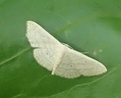 Scopula minorata