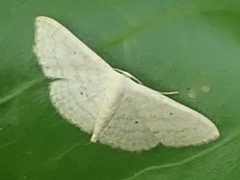 Scopula minorata