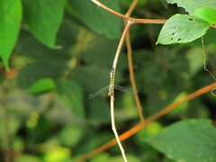 Anisoptera