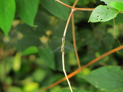 Anisoptera