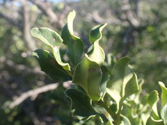 Euclea undulata