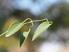 Clematis chinensis tatushanensis