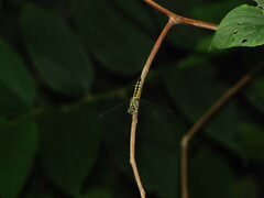 Anisoptera
