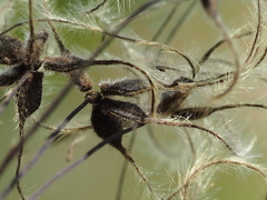 Clematis chinensis tatushanensis