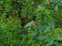 Psittacula krameri