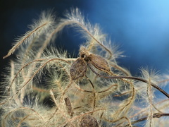 Clematis chinensis tatushanensis