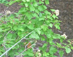 Physocarpus