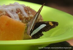 Adelpha iphiclus