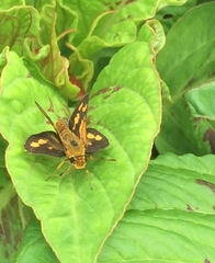 Taractrocera luzonensis