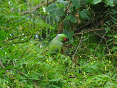 Psittacula krameri