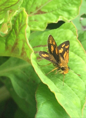 Taractrocera luzonensis