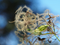 Clematis chinensis tatushanensis