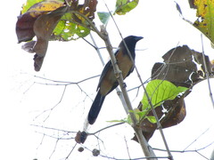 Dendrocitta vagabunda