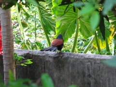 Centropus sinensis