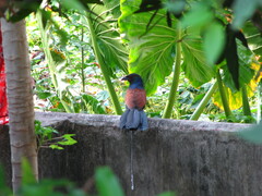 Centropus sinensis